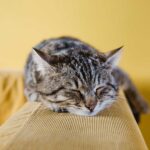 How To Pet-Proof Your New Home After Relocating with Moving Companies in Frederick Maryland?